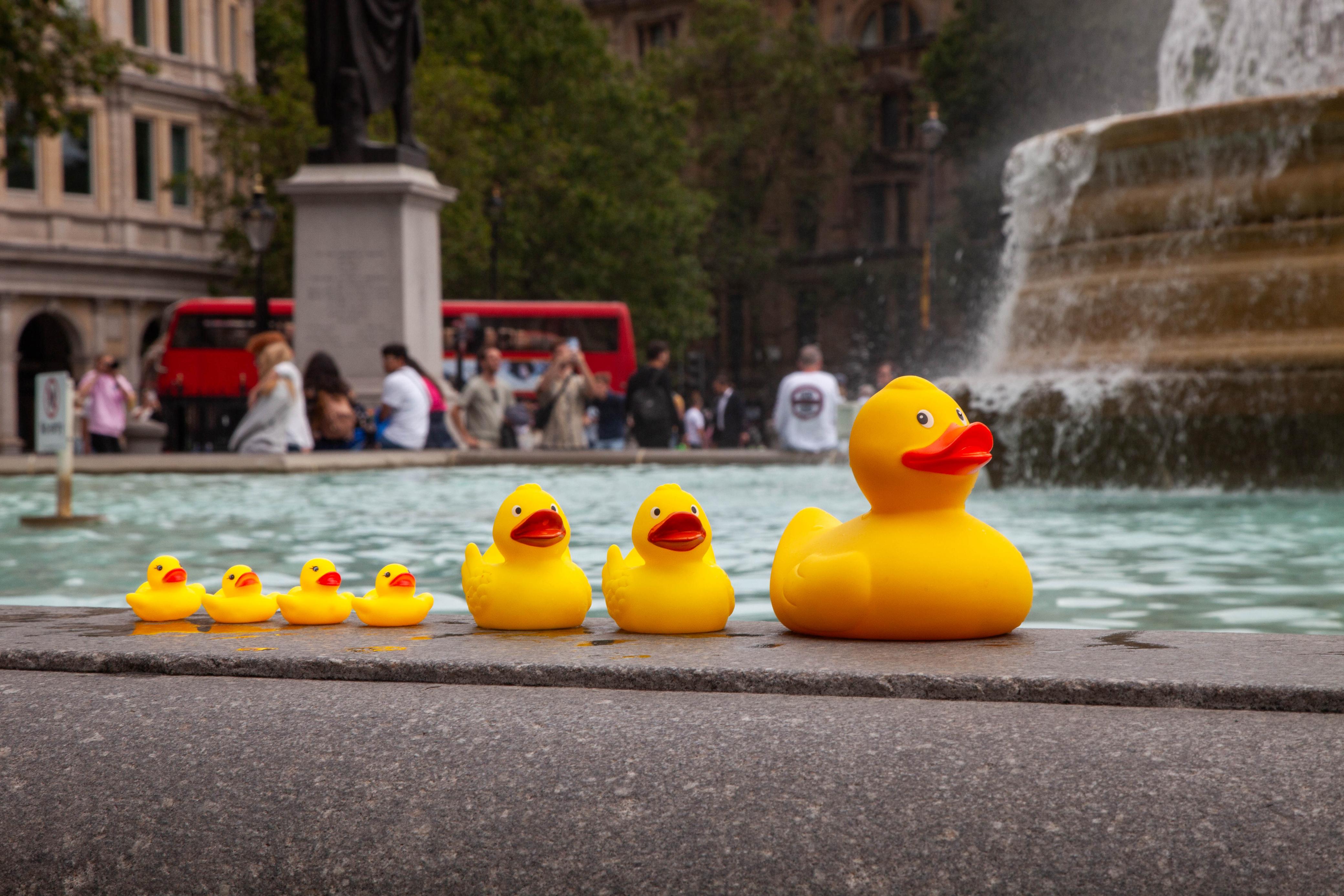 Ducks Collection Collections – Duck World